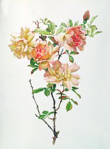Rosa Chinensis door Alfred Parsons